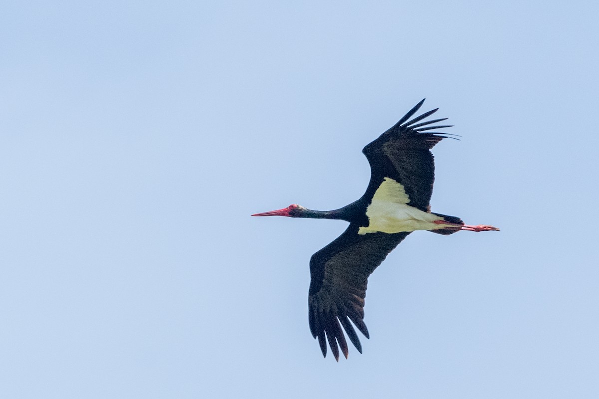 Black Stork - ML620598300