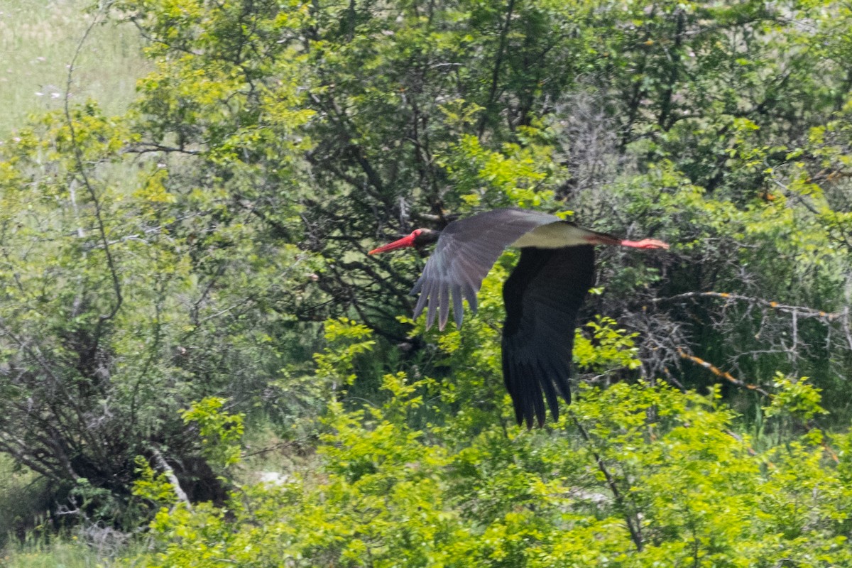 Black Stork - ML620598301