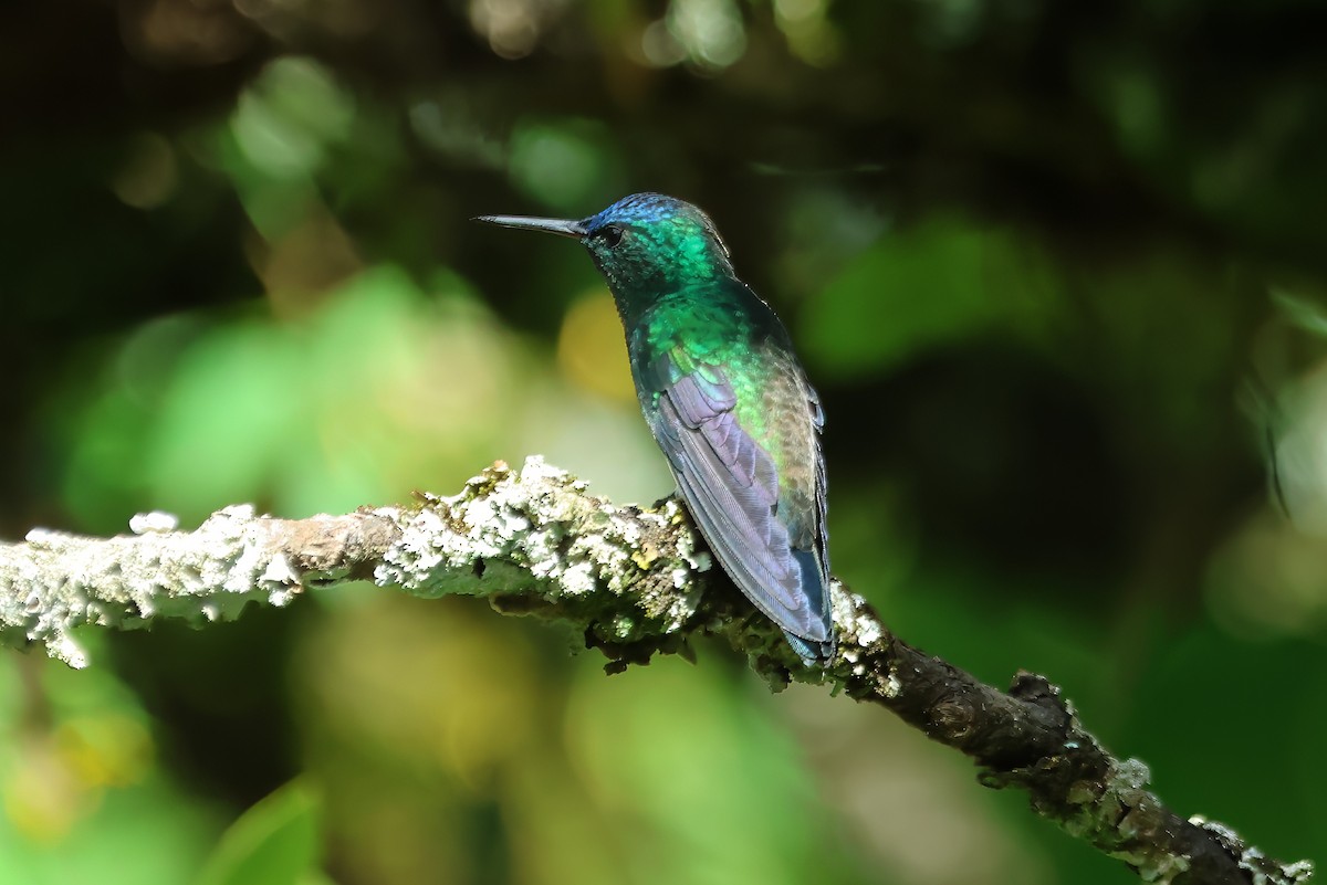 Indigo-capped Hummingbird - ML620598308