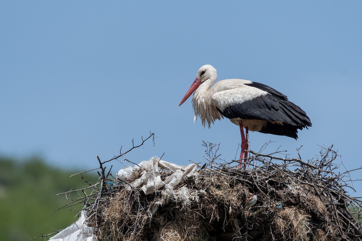 White Stork - ML620598309
