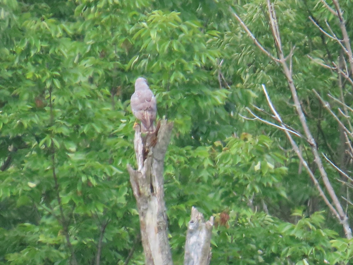 Northern Harrier - ML620598314