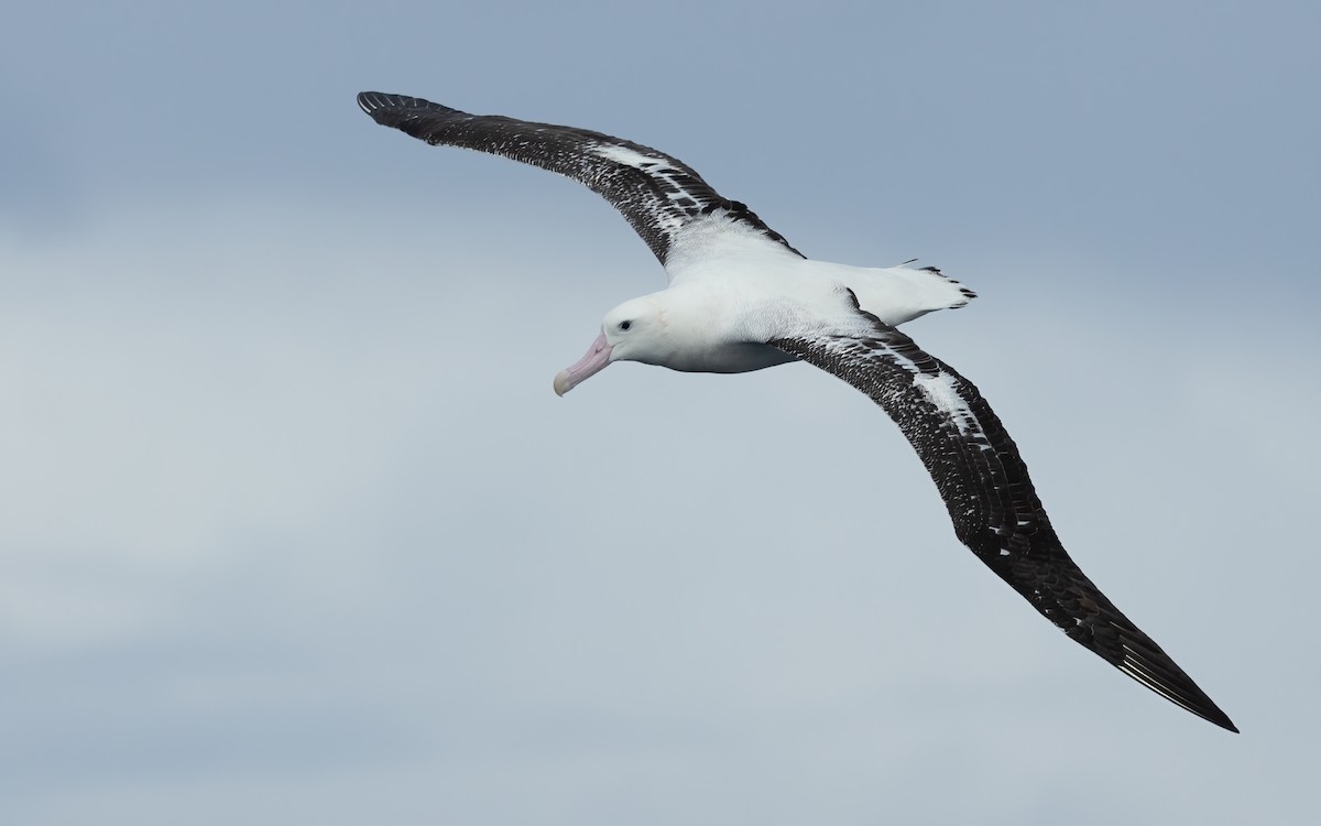 Antipodean Albatross (gibsoni) - ML620598315
