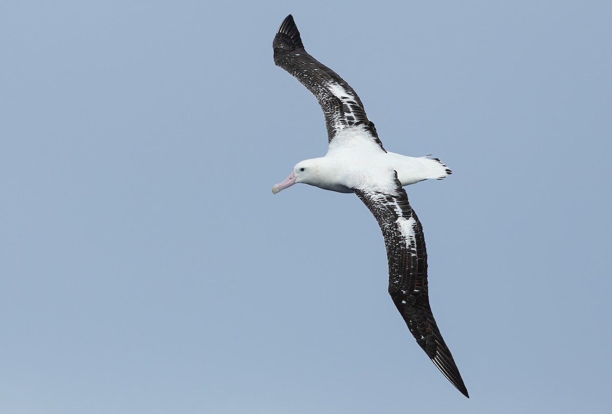 Albatros des Antipodes (gibsoni) - ML620598316