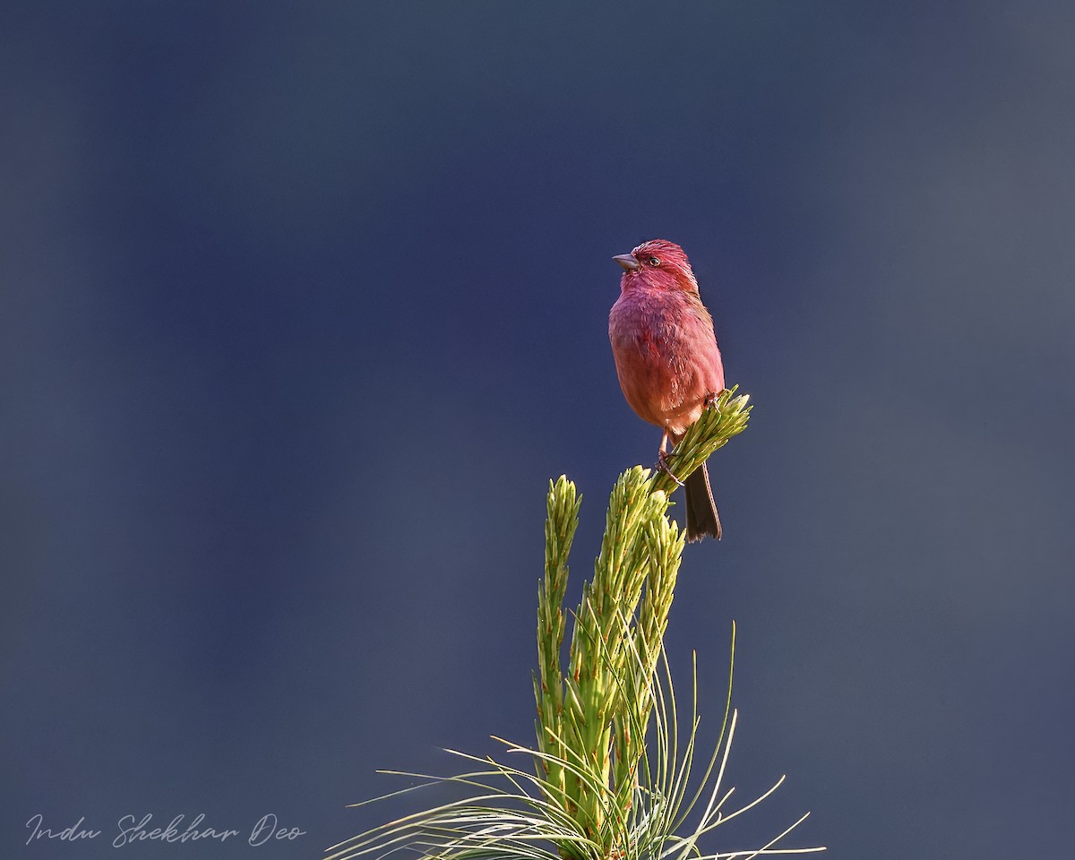 Pink-browed Rosefinch - ML620598319