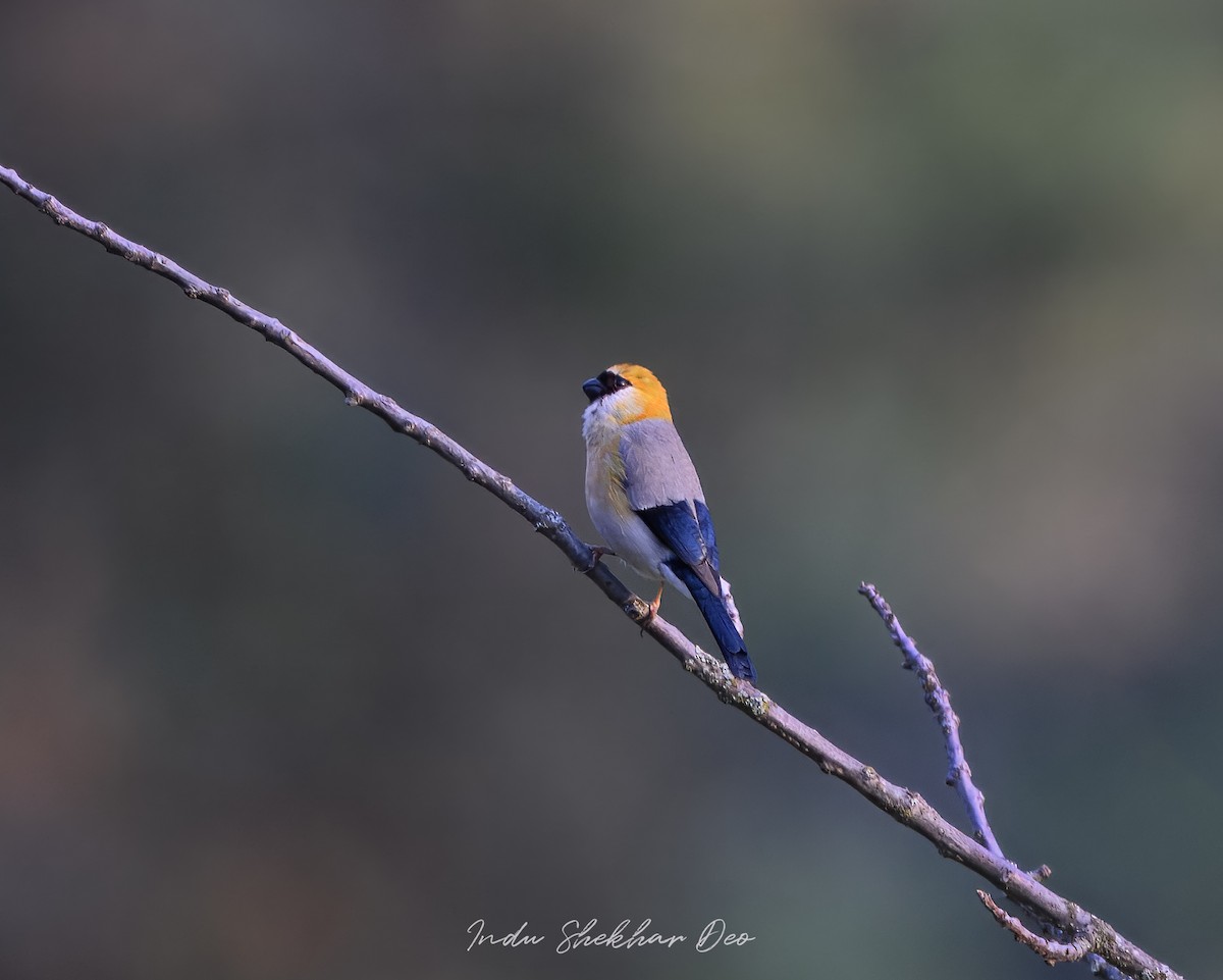 Red-headed Bullfinch - ML620598321