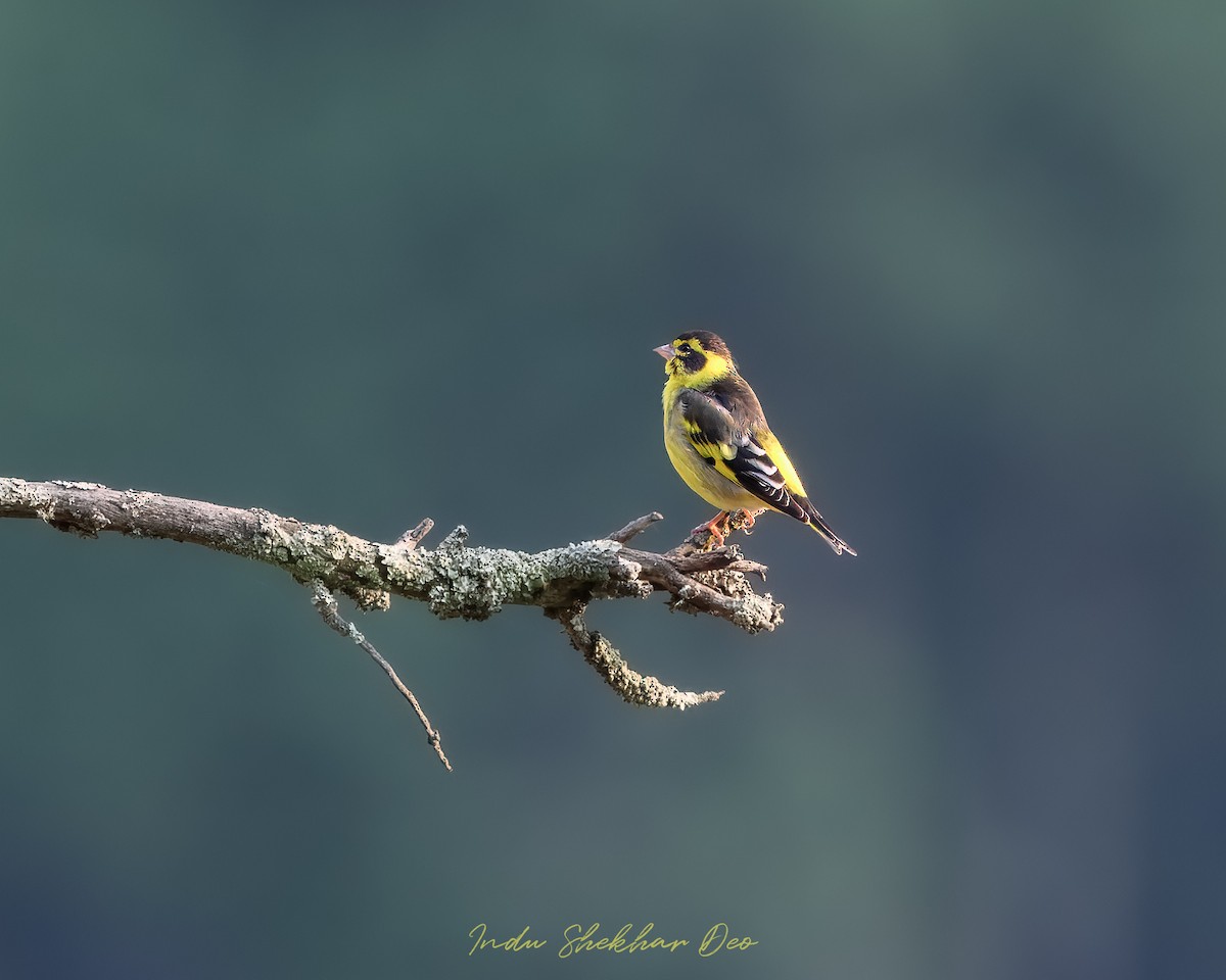 Yellow-breasted Greenfinch - ML620598322