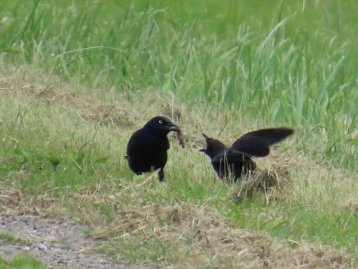 Common Grackle - ML620598325