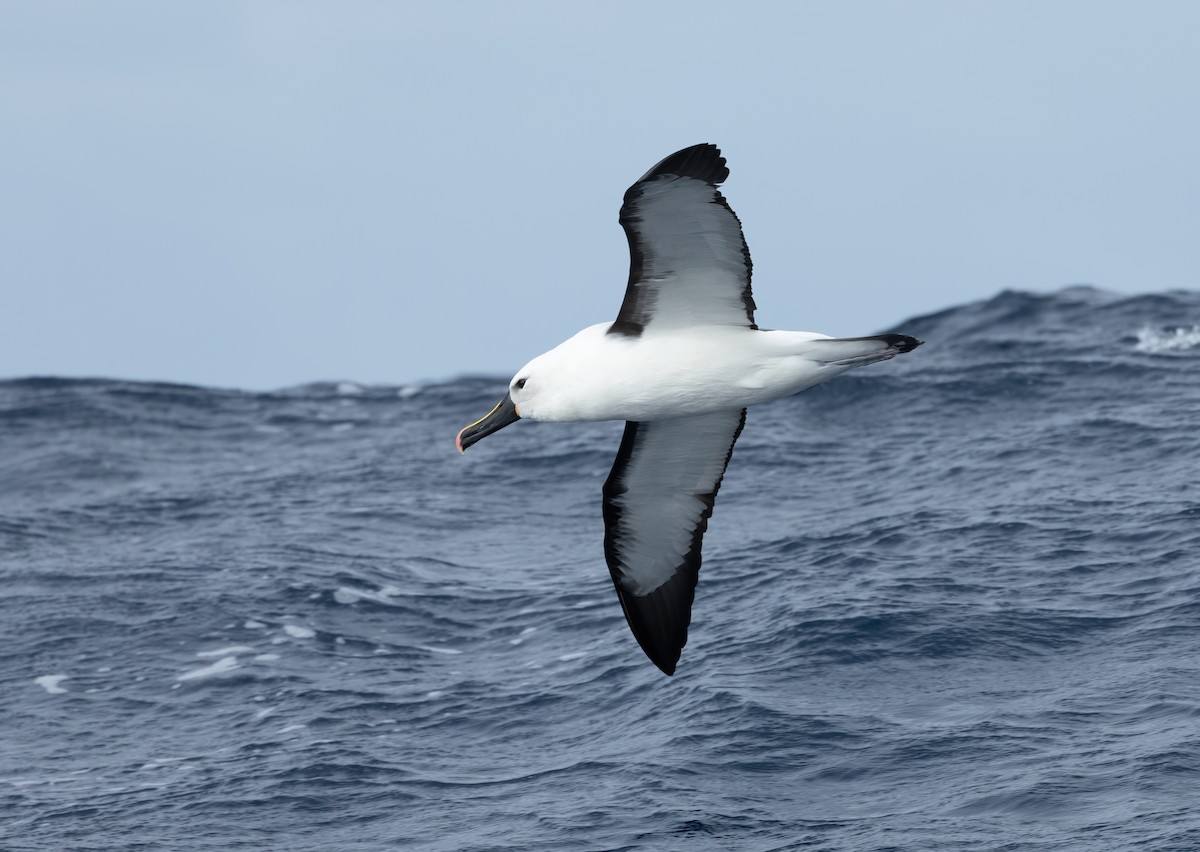 Indian Yellow-nosed Albatross - ML620598330