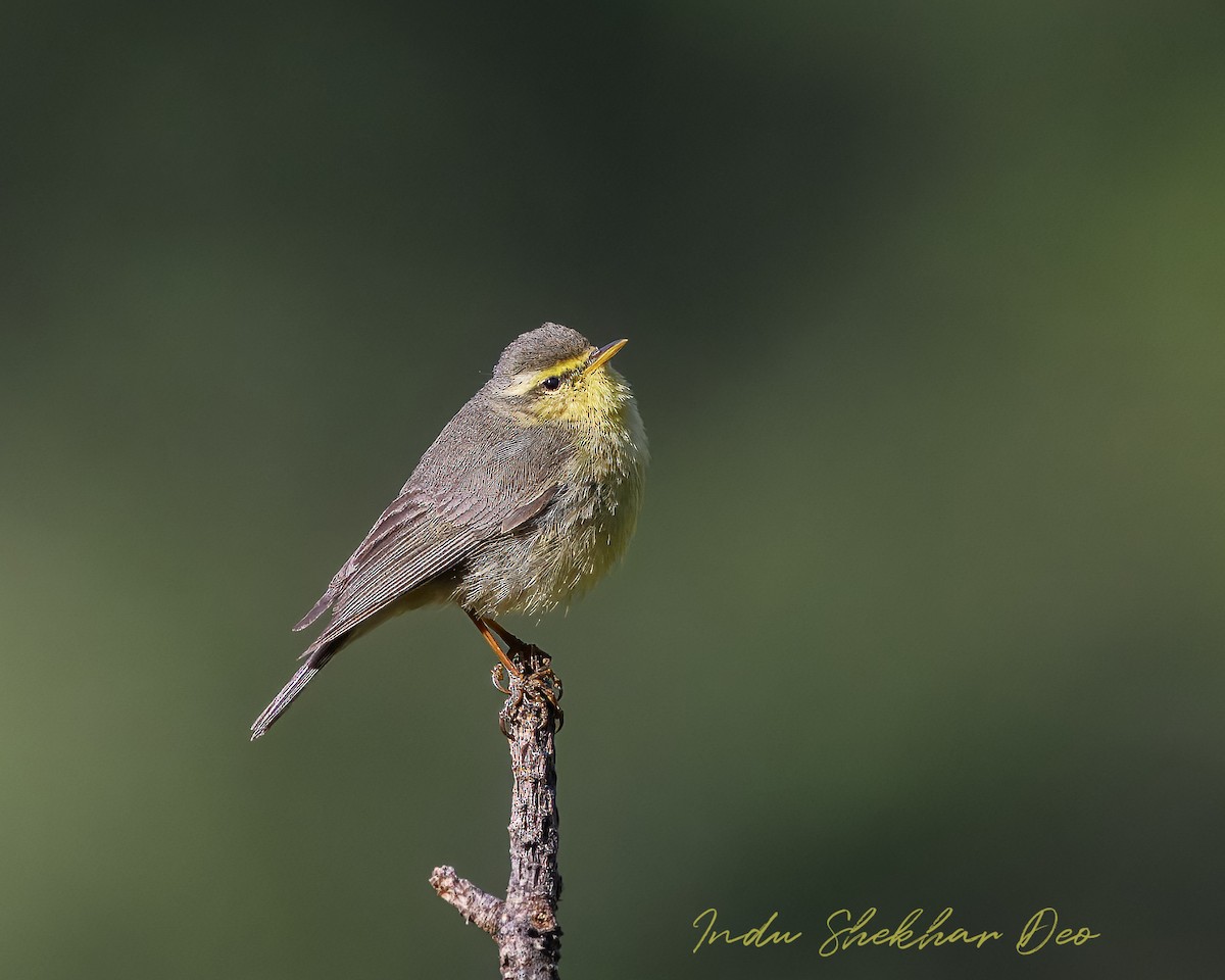 Tickell's Leaf Warbler - Indu Shekhar Deo