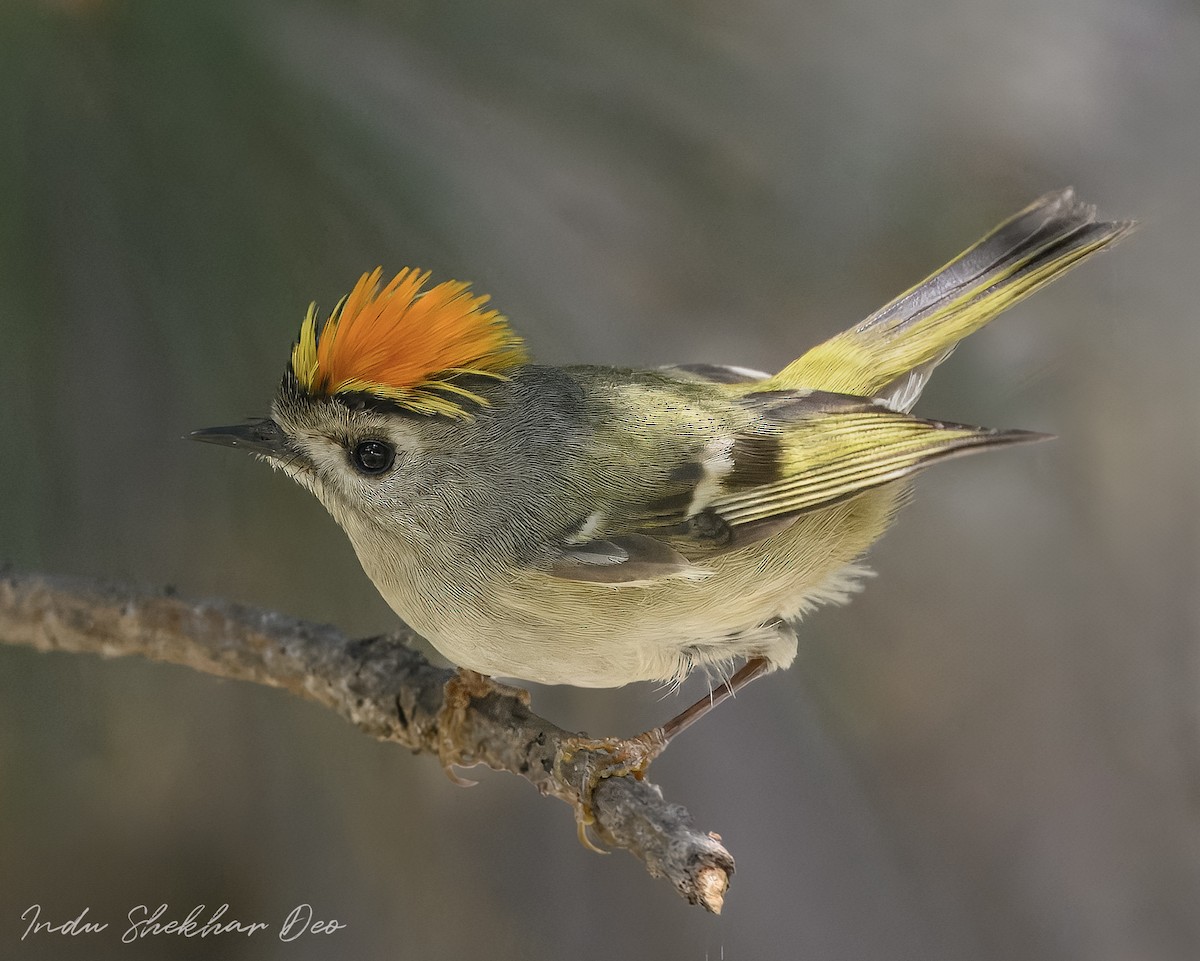 Goldcrest - ML620598335