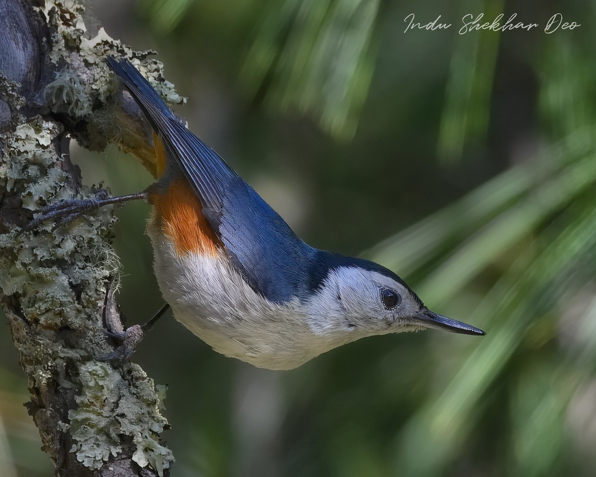 White-cheeked Nuthatch - ML620598339