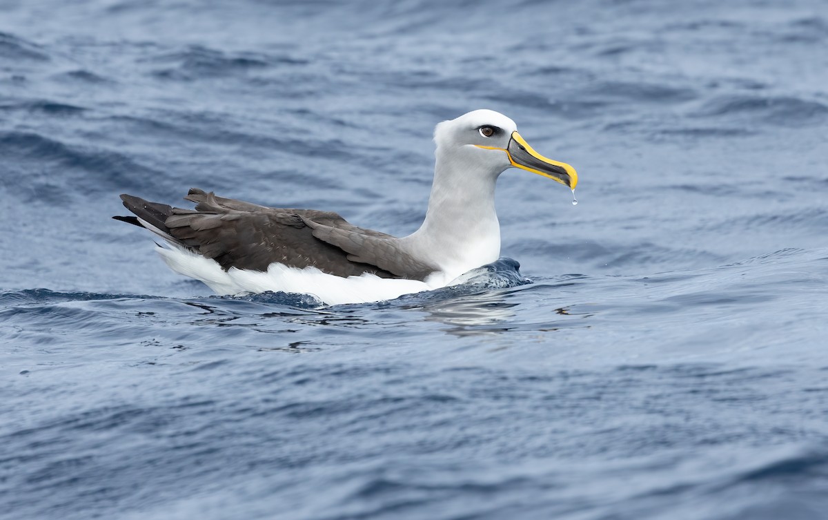 Buller's Albatross - ML620598341