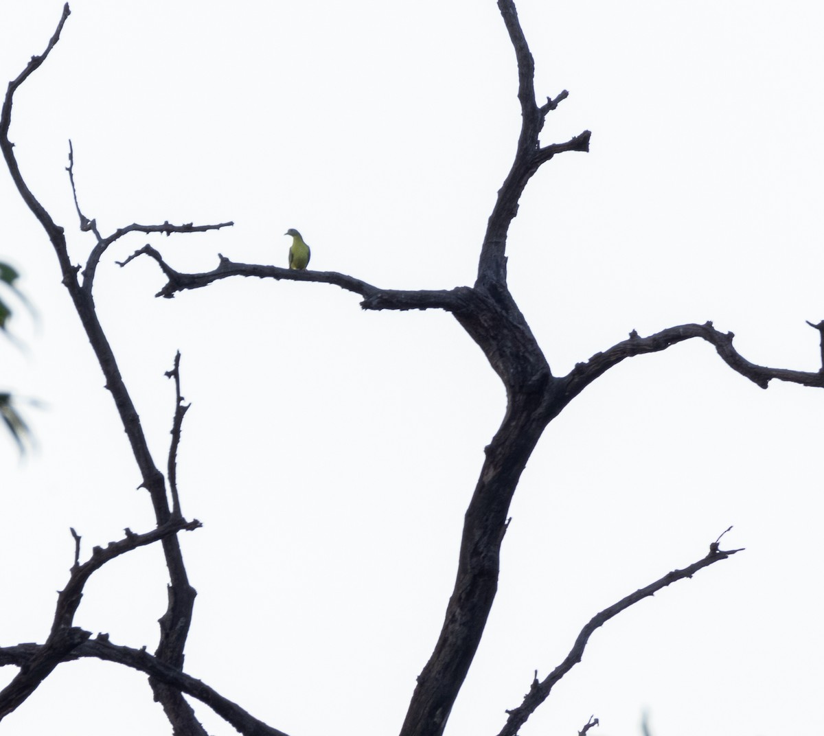 Yellow-footed Green-Pigeon - ML620598346