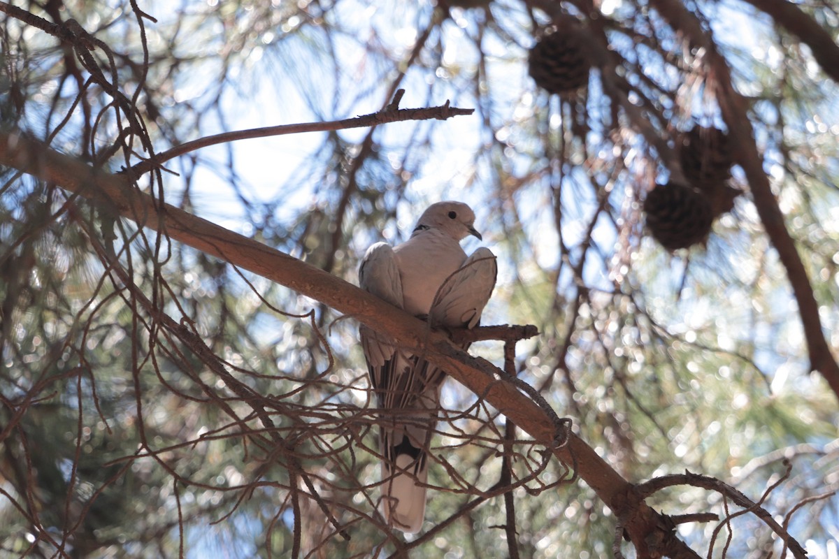 Eurasian Collared-Dove - ML620598349