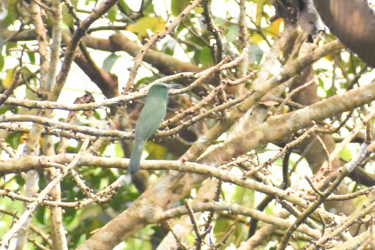 Blue-bearded Bee-eater - ML620598354