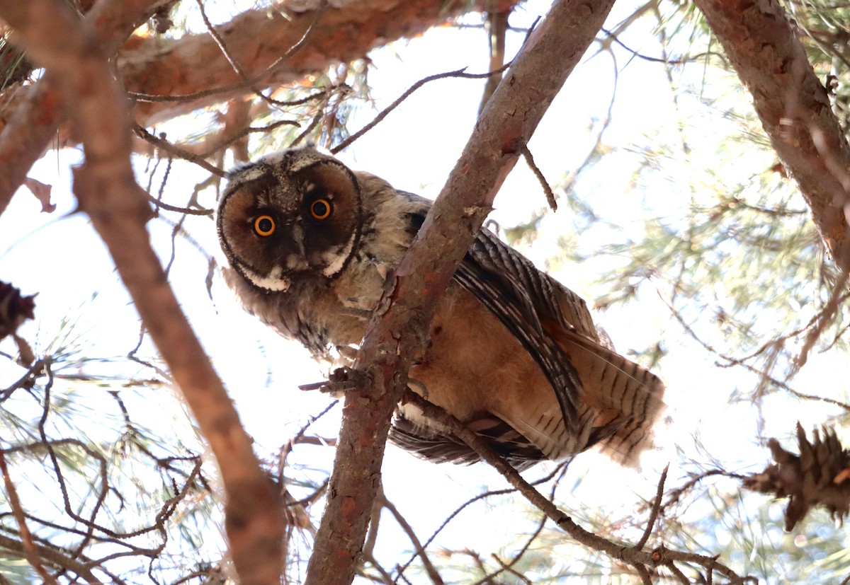 Long-eared Owl - ML620598356