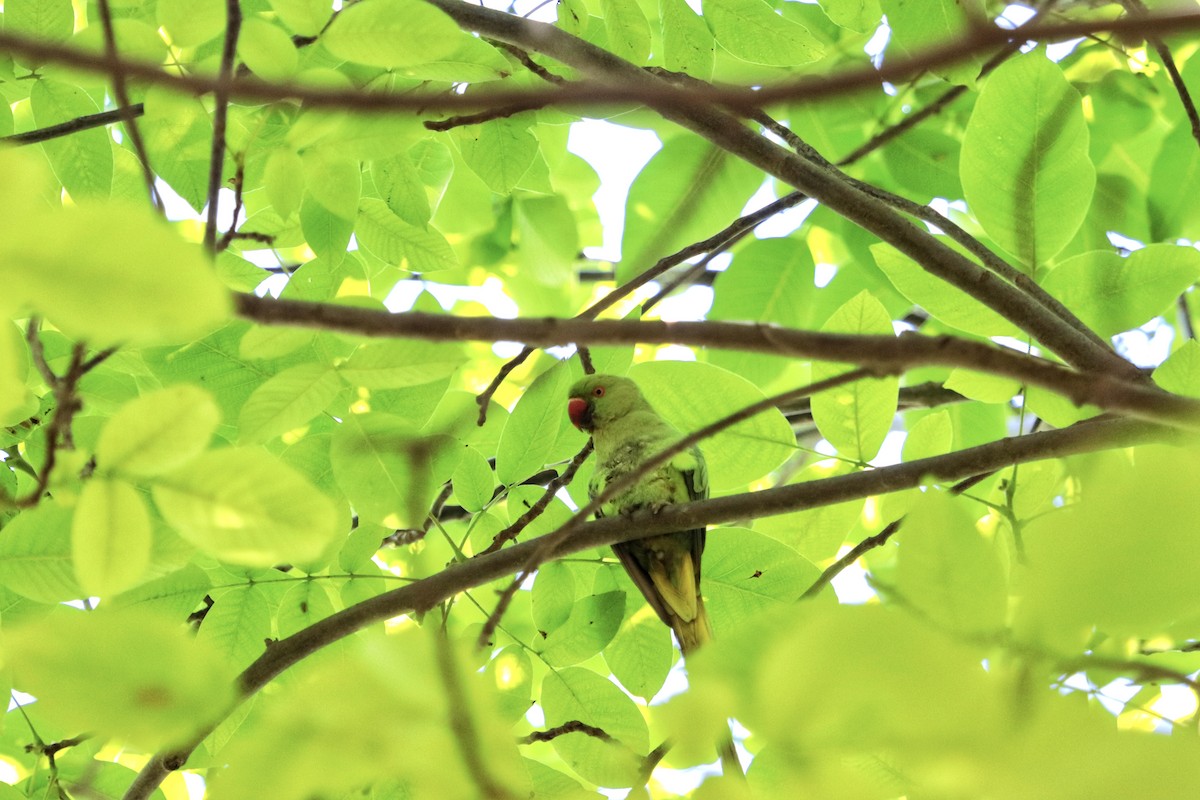 Rose-ringed Parakeet - ML620598357