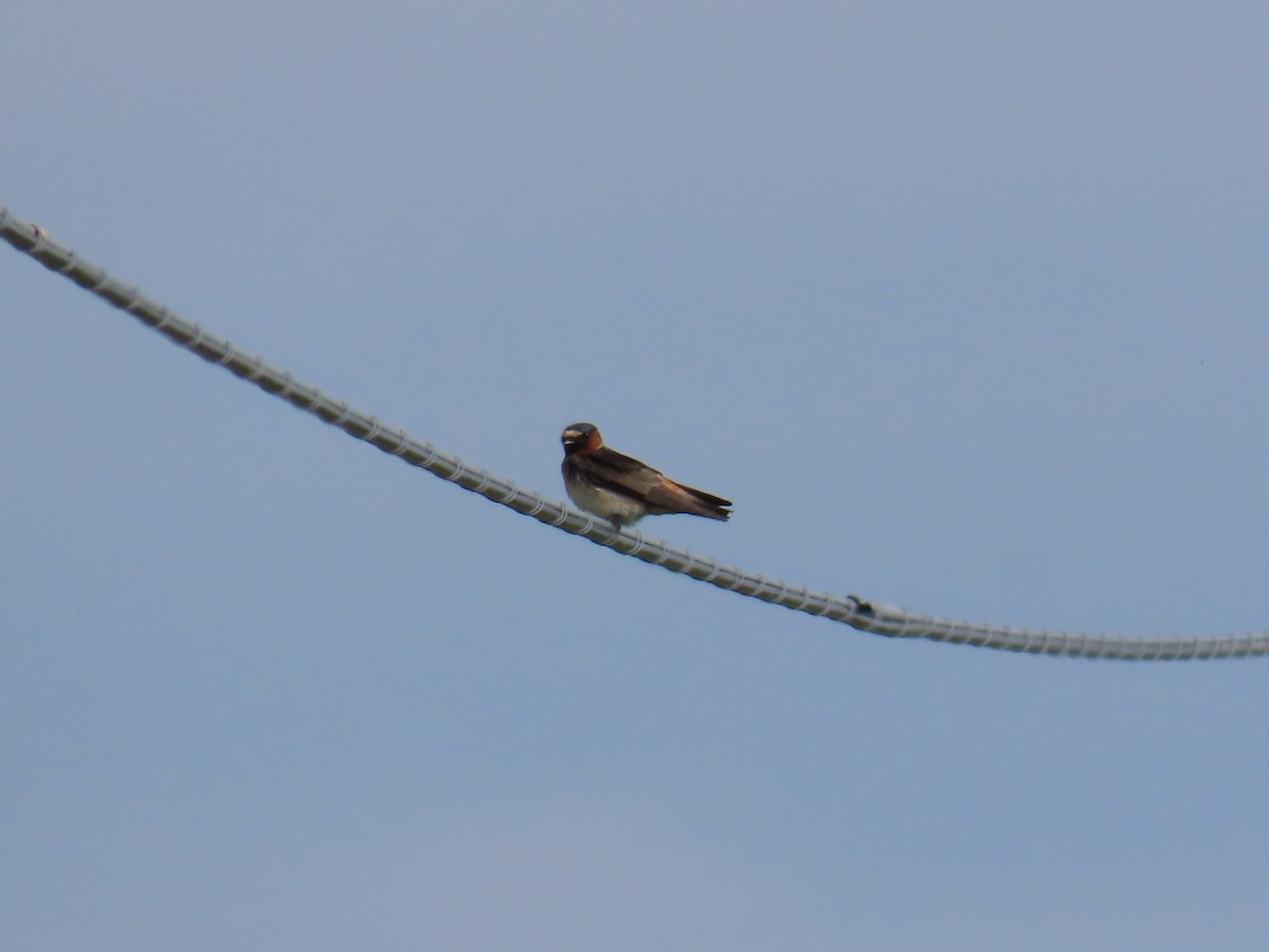 Cliff Swallow - ML620598360