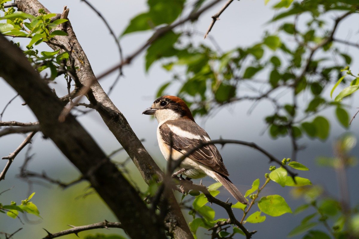 Woodchat Shrike - ML620598362