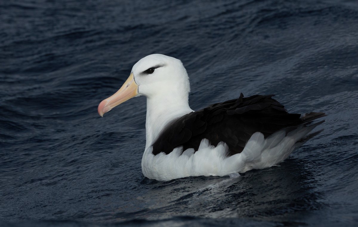 Albatros bekainduna (melanophris) - ML620598364