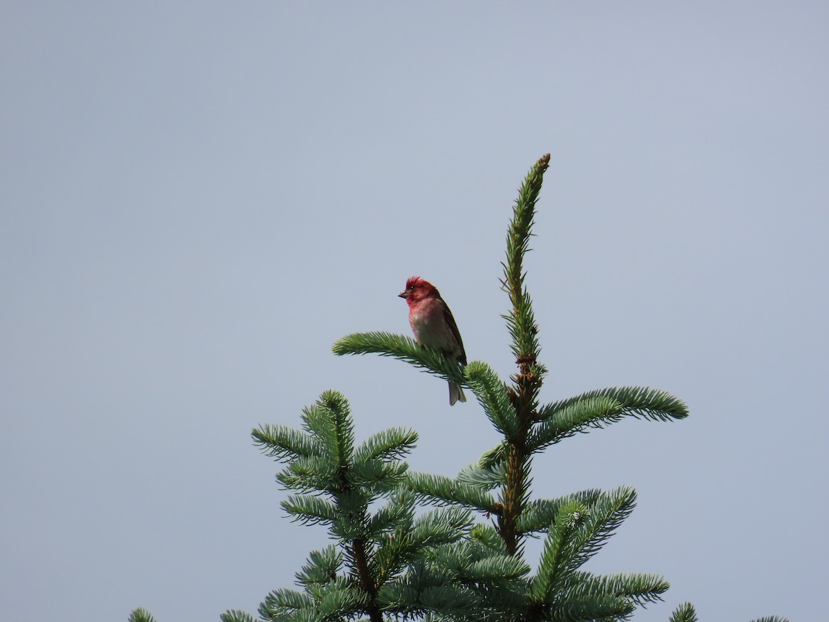 Purple Finch - ML620598366