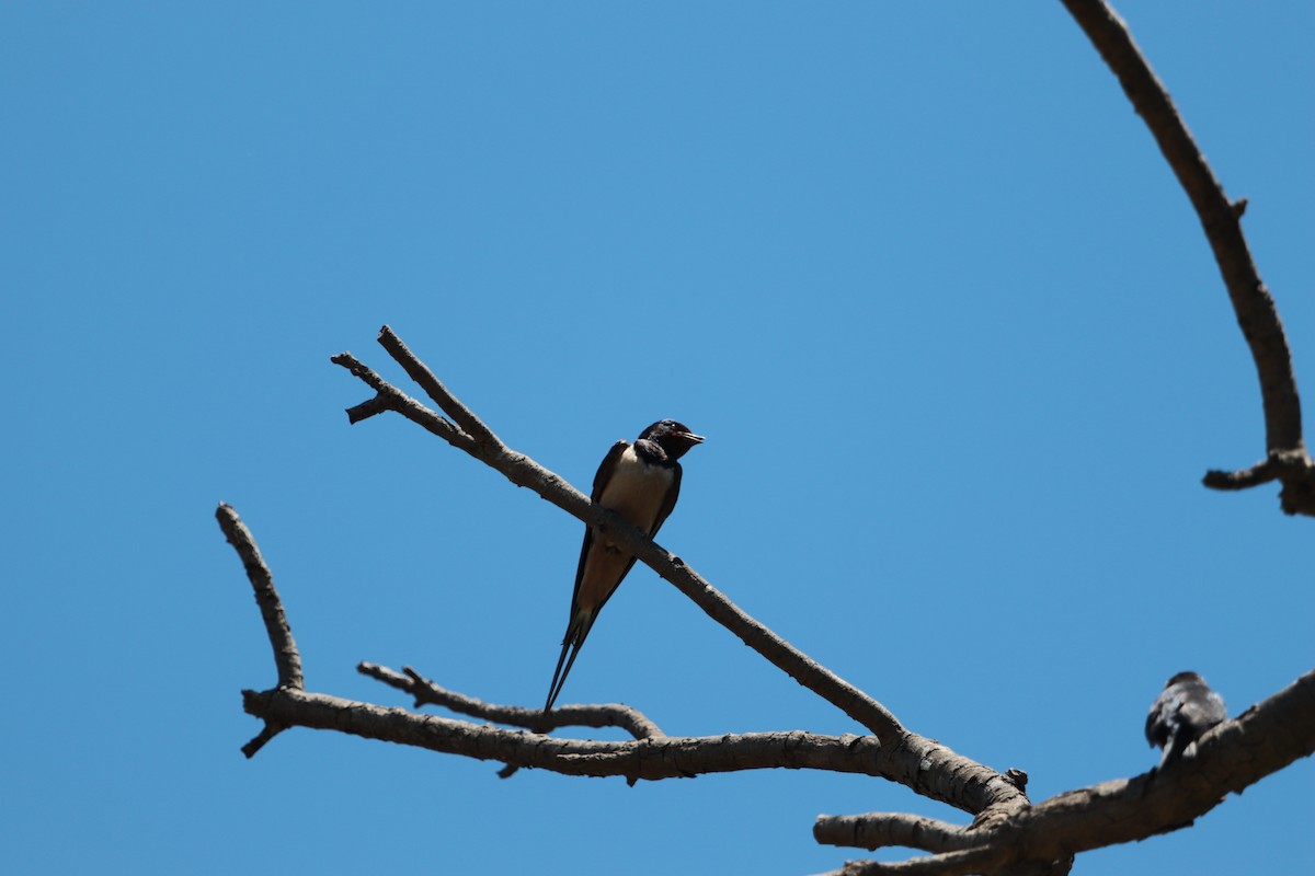 Barn Swallow - erdem baykus