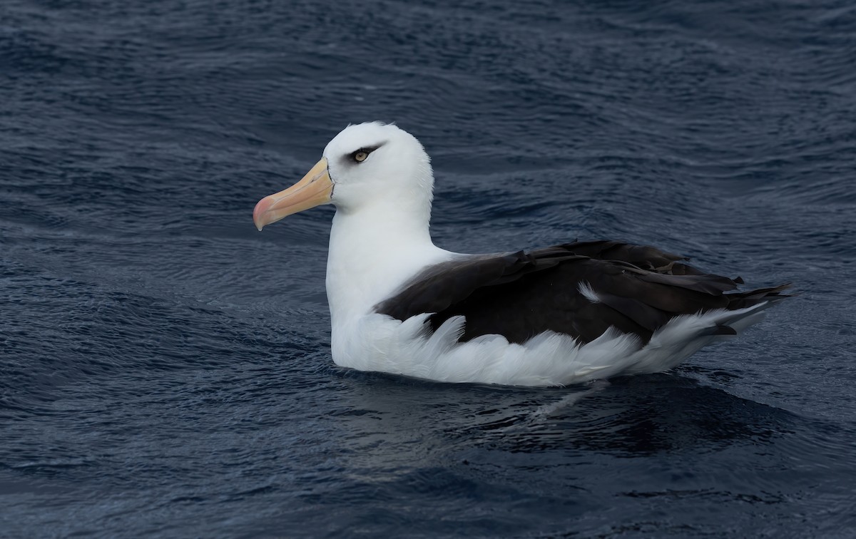 Schwarzbrauenalbatros (Campbellalbatros) - ML620598371