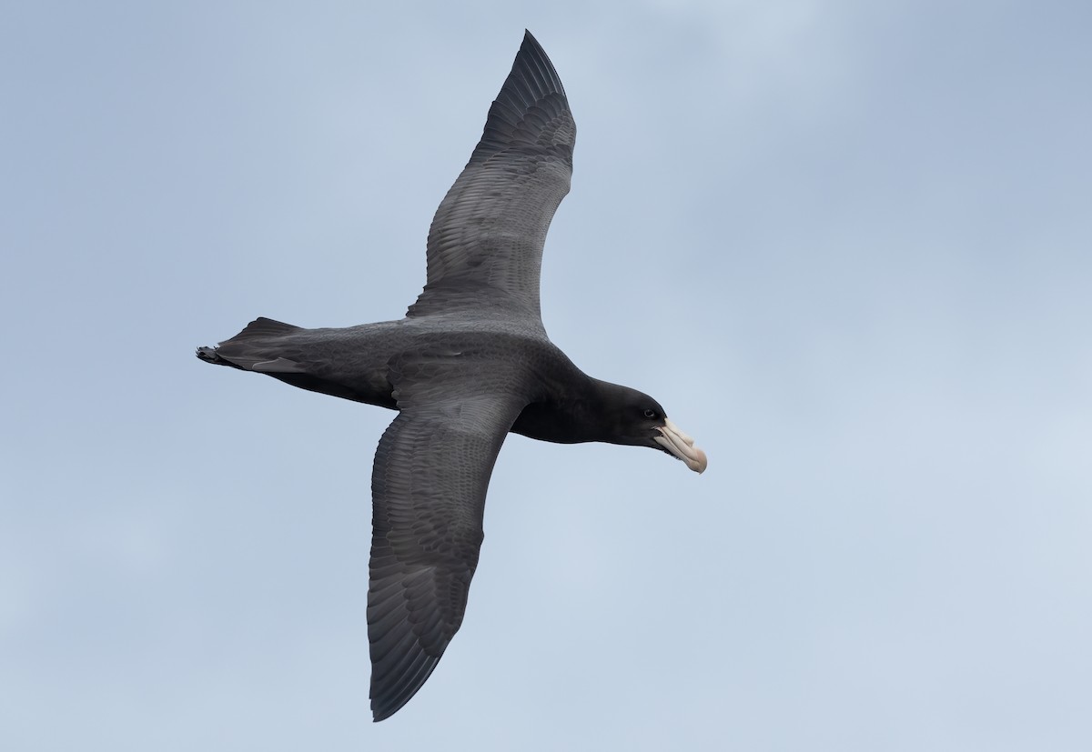 Northern Giant-Petrel - ML620598376