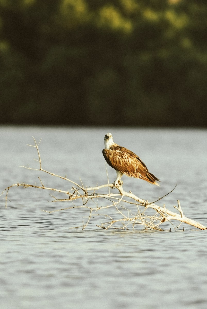 Osprey - ML620598379