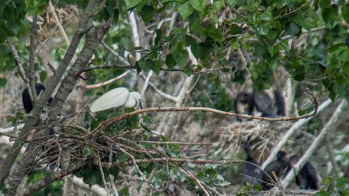 Little Egret - ML620598384