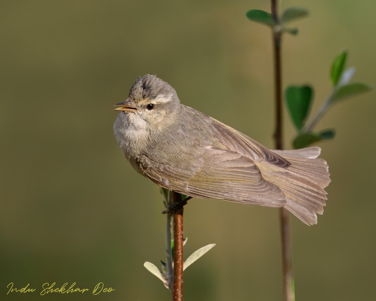 Tytler's Leaf Warbler - ML620598385