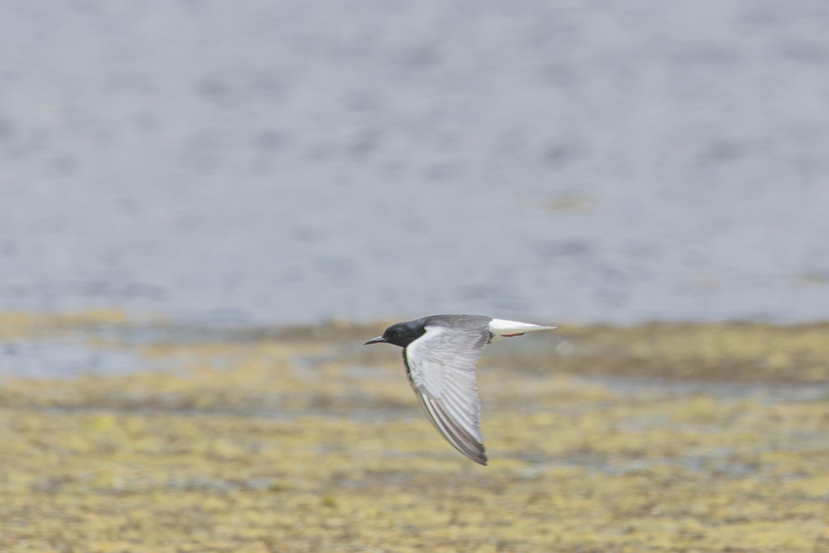 White-winged Tern - ML620598386