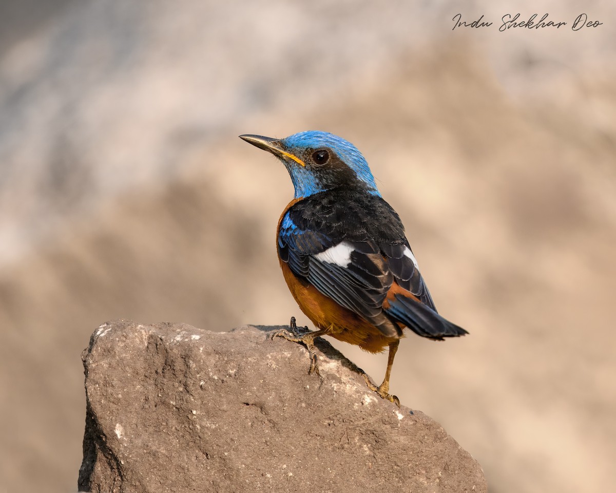 Blue-capped Rock-Thrush - ML620598389