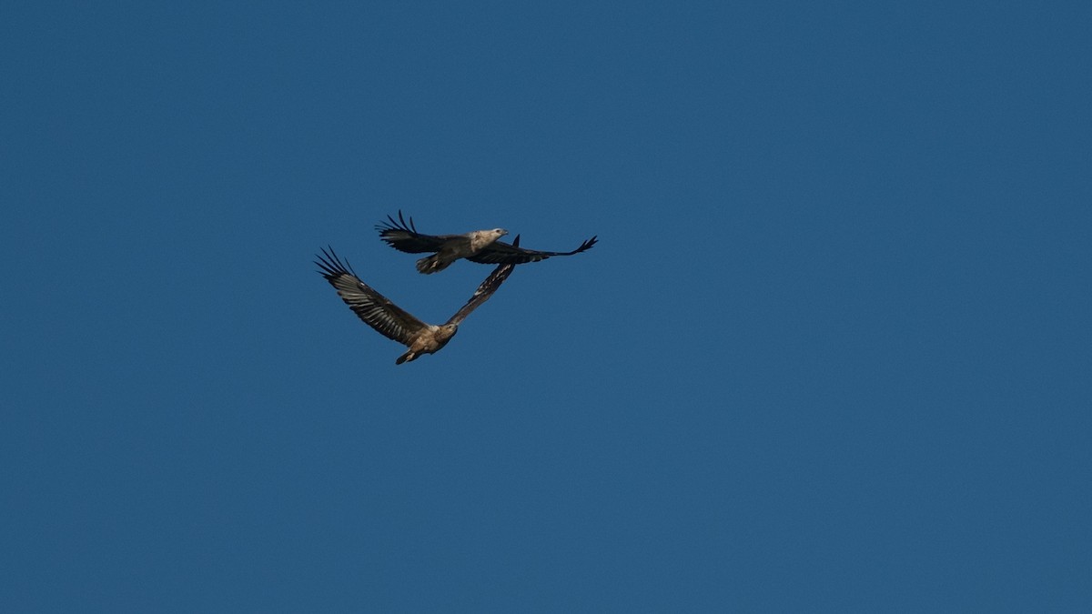 White-bellied Sea-Eagle - ML620598390