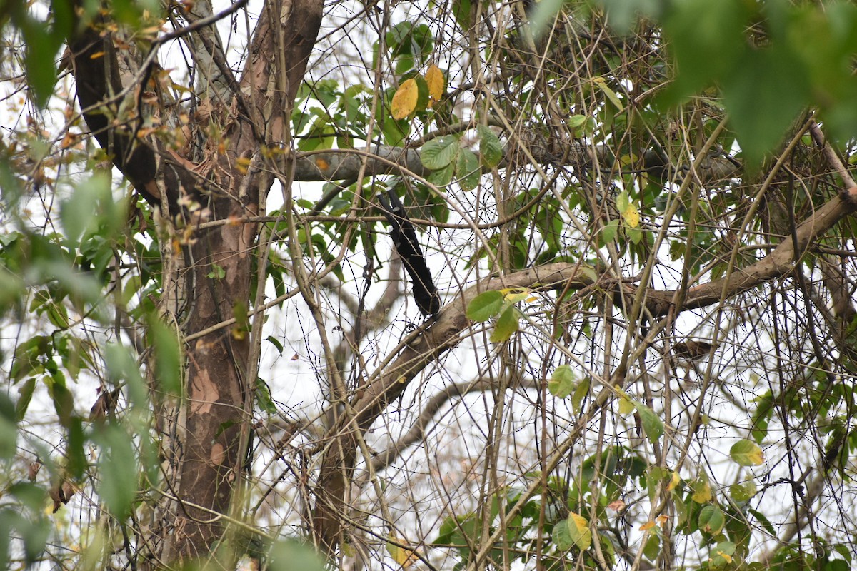 Green-billed Malkoha - ML620598393