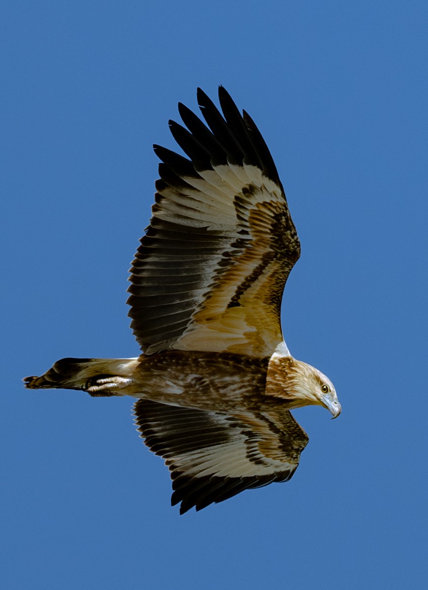 White-bellied Sea-Eagle - ML620598394