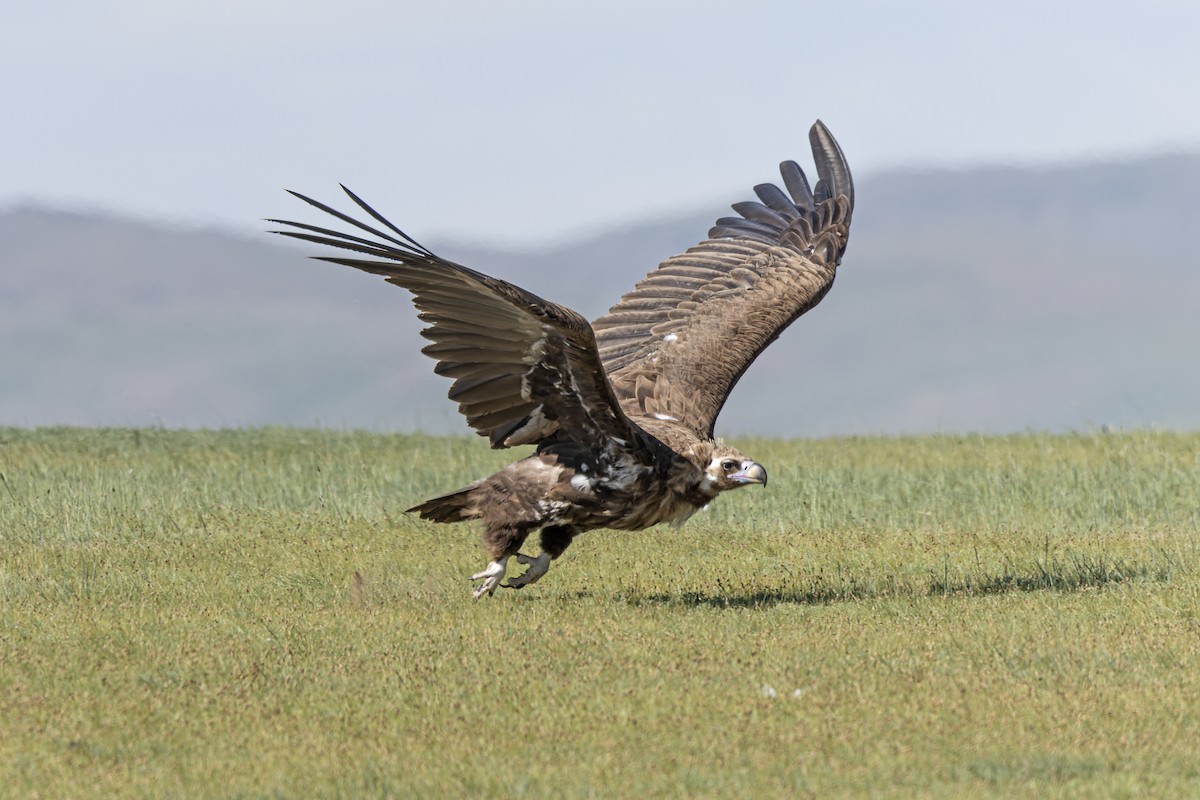 Cinereous Vulture - ML620598395