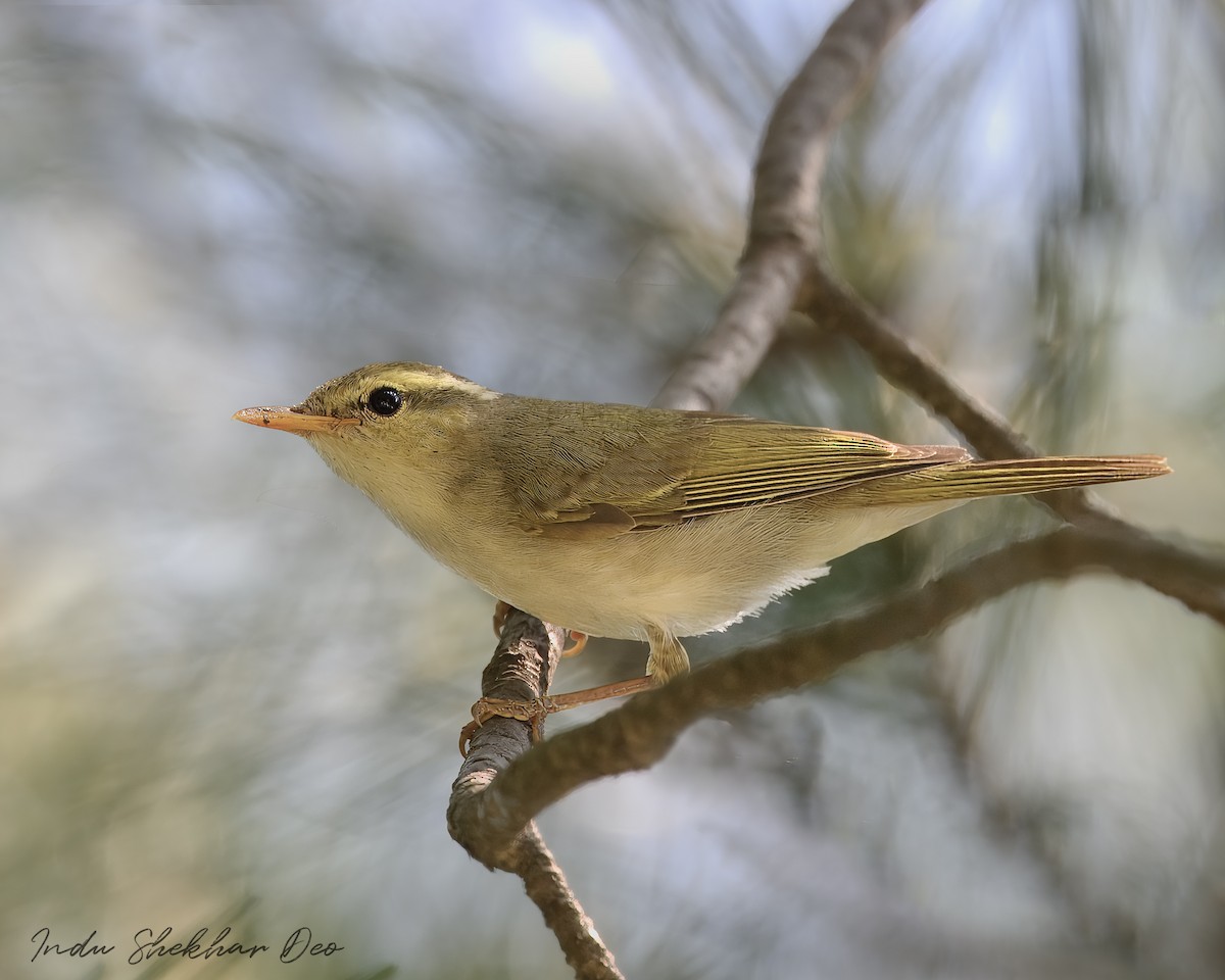 Western Crowned Warbler - ML620598396