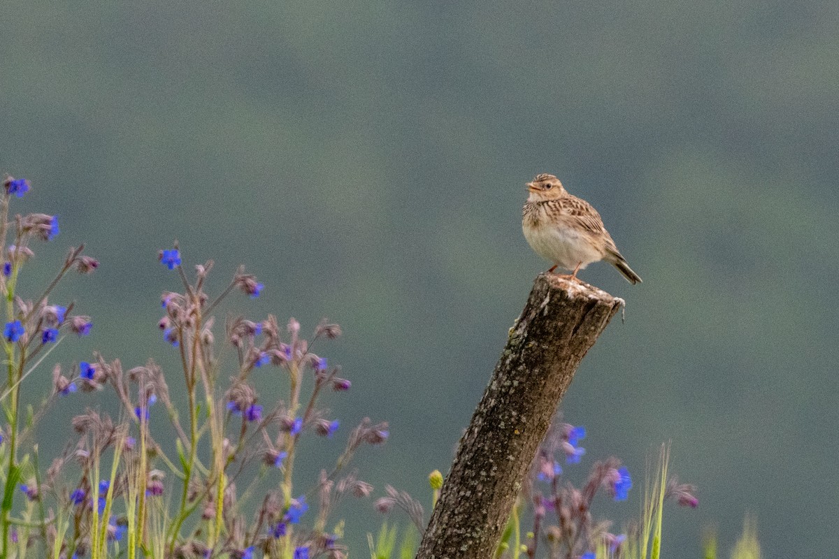 Eurasian Skylark - ML620598413