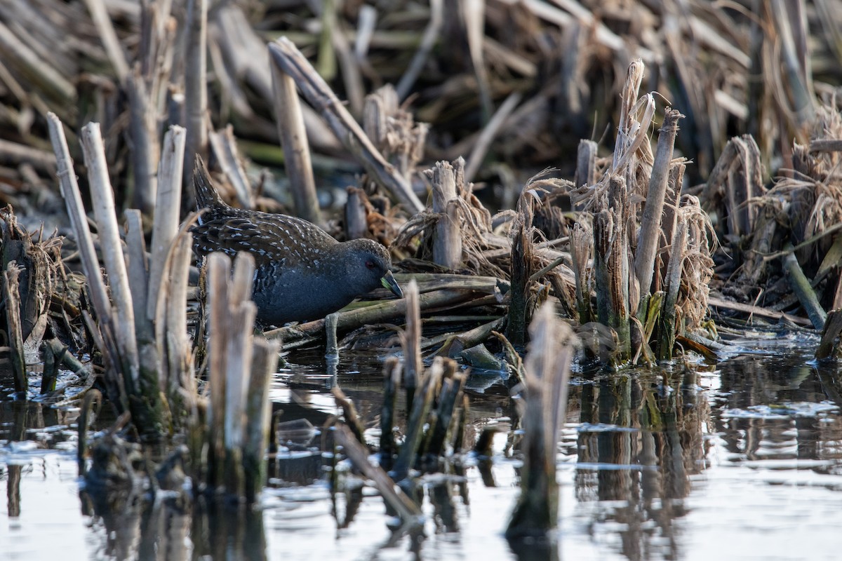 Australian Crake - ML620598414