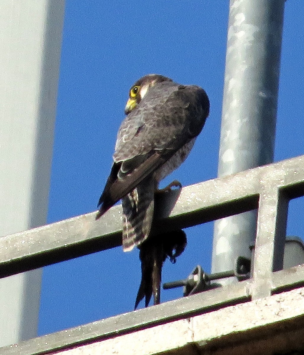 Peregrine Falcon - ML620598418