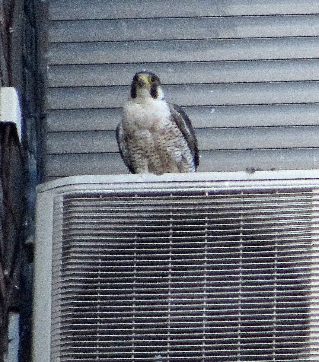 Peregrine Falcon - ML620598419