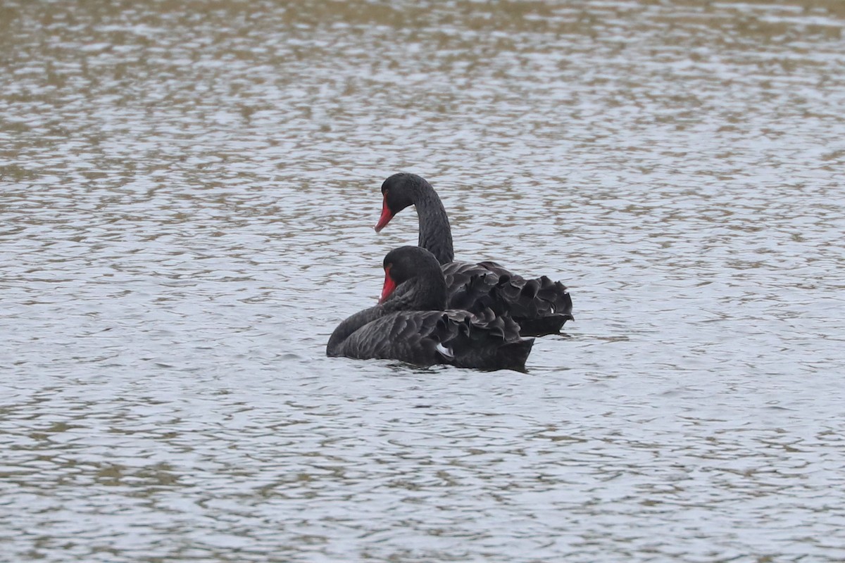 Black Swan - ML620598420