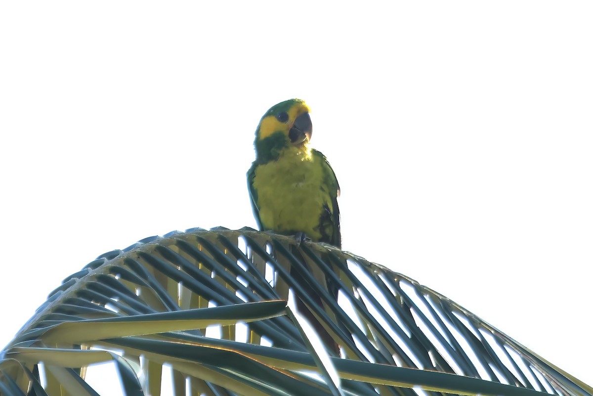 Sarı Kulaklı Papağan - ML620598430