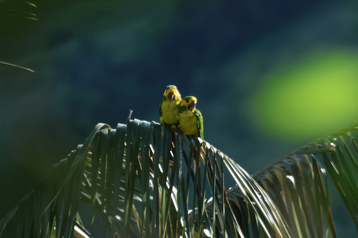 Conure à joues d'or - ML620598431