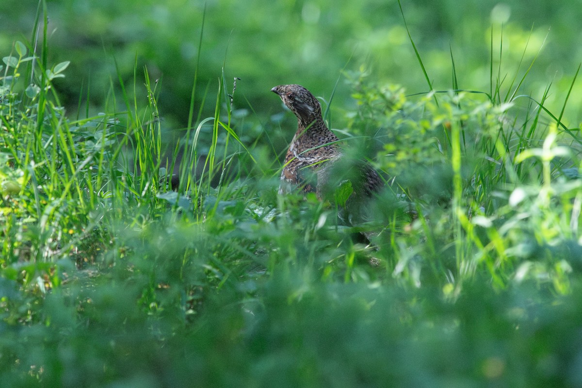 Hazel Grouse - ML620598443