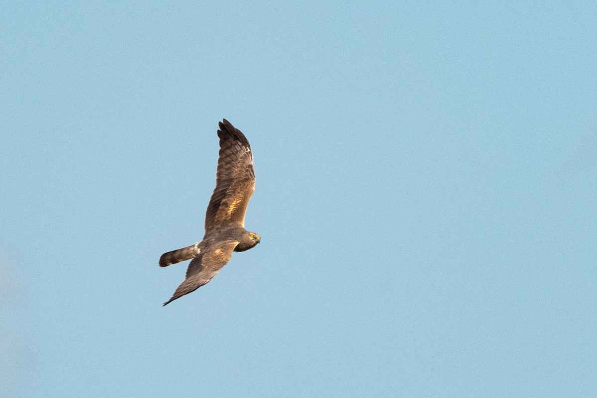 Montagu's Harrier - ML620598444