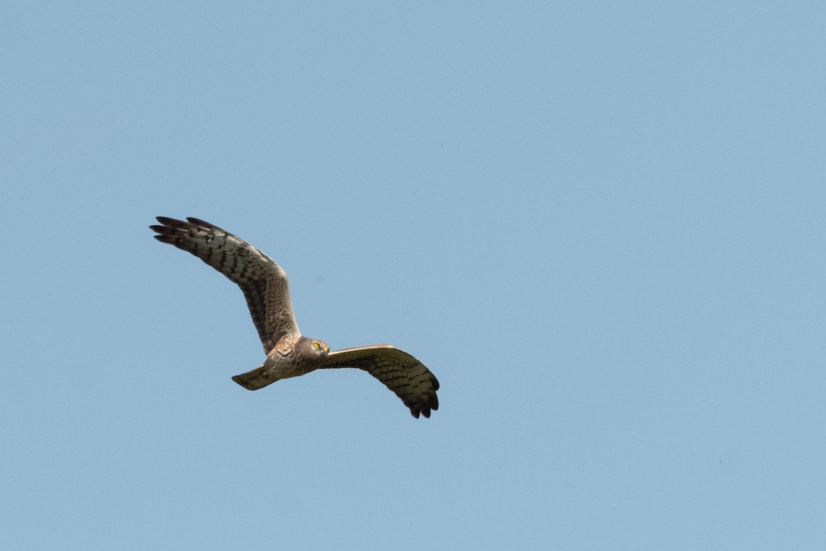 Montagu's Harrier - ML620598445