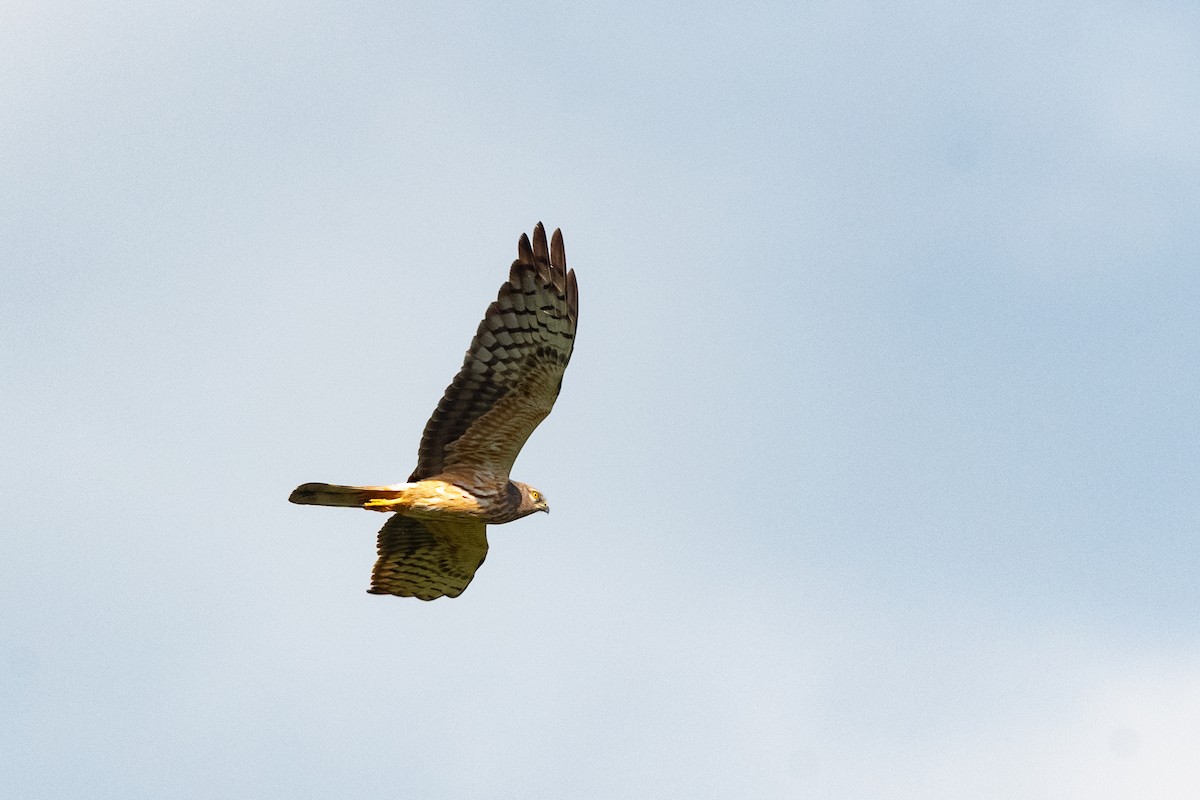 Montagu's Harrier - ML620598446