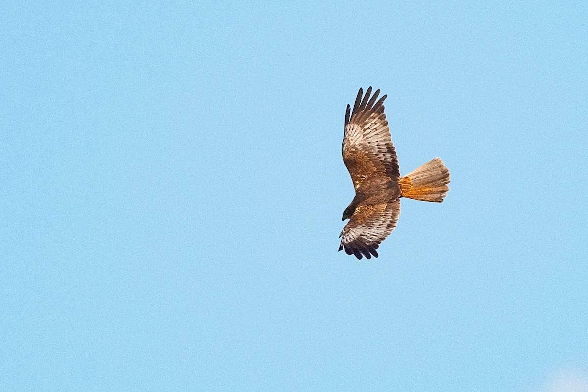 Western Marsh Harrier - ML620598448